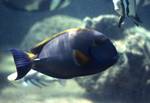 Marine Gardens - Grey, Blue & Yellow Fish, Queensland, Magnetic Island, Australia