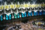 Butterfly Museum, Rows of Butterflies, Queensland, Ayr, Australia