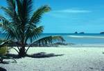 Brampton Island - Palm Tree & Beach, Queensland, Australia