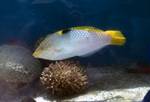 Mandalay Coral gardens - Yellow & Grey Fish, Queensland, Australia