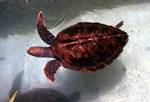 Swimming Turtle, Queensland, Mandalay Coral Gardens, Australia