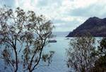 South Molle Island, Trees & Launch from Path, Queensland, Whitsunday Passage, Australia