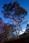 Palm Beach - Gum Tree Against Sky, Queensland, Long Island, Australia