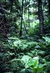 Mount Glorious - In Rain Forest, Queensland, Near Brisbane, Australia