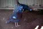 Fleay Reserve, Blue-Ruffed Pigeon, Queensland, Near Surfers Paradise, Australia