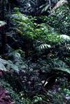 Mt Tambourine, Rain Forest, River, Queensland, Brisbane, Australia