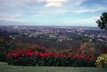 Mt.Coot-Tha, View of City, Red Lilies, Queensland, Brisbane, Australia