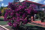 Purple Flowering Tree, Queensland, Brisbane, Australia