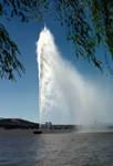 Lake Burley Griffin - Willows & Fountain, New South Wales, Canberra, Australia