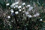 White Flowers, New South Wales, Snowy Mountains, Australia