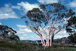 Red Gum Tree, New South Wales, Snowy Mountains, Australia