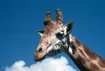 Zoo - Giraffe Head, New South Wales, Sydney, Australia