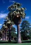 Piccabean Palms, New South Wales, Mildura, Australia