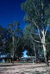 Dean Park Camp Site & Eucalyptus, New South Wales, Mildura, Australia