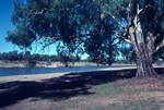 Murray River & Eucalyptus, New South Wales, Australia
