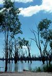 River Murray & Skeletal Trees, New South Wales, Blanchetown, Australia