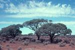 Port Augusta to Coober Pedy - Grey Trees in Desert, South Australia, Australia