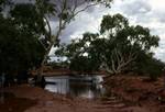 Creek, Water, Eucalyptus, South Australia, Beyond Coober Pedy, Australia
