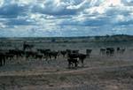 Cattle in Semi-Desert, South Australia, Beyond Coober Pedy, Australia