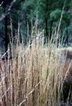 Dry Grass, Northern Territories, Ayers Rock, Australia