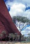 Very Steep Side + Tree, Northern Territories, Ayers Rock, Australia