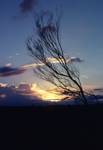 Sunset & Tree, Northern Territories, Ayers Rock, Australia