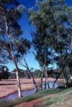 River & White Gums, Northern Territories, Alice Springs, Australia