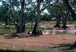 Group of Aborigines Under Tree in Town, Northern Territories, Alice Springs, Australia