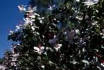 White Bush (Like Hibiscus), Northern Territories, Alice Springs, Australia