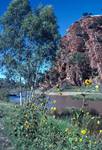 Alice Springs - Heantree Gap - Sunflowers, Northern Territory, Australia
