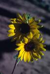 Heavitree Gap - Sunflower, Northern Territories, Alice Springs, Australia