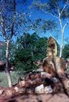 Pitchi Richi Sanctuary - Carving, Northern Territories, Alice Springs, Australia