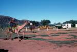 Camel Farm - Camel Race, Northern Territories, Alice Springs, Australia