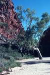 Alice Springs - Simpson's Gap - Entrance & Tree, Northern Territory, Australia