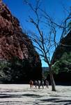 Simpsons Gap - Tree at Entrance, Group, Northern Territories, Alice Springs, Australia