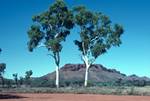 Alice Springs - Twin Ghost ?? - (Albert Naratjiva), Northern Territory, Australia