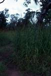 Tall Grasses, Northern Territories, Old Elsey, Australia