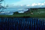 Coast & Rice Field, Bali, Indonesia
