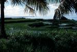 Rice Fields & Palms, Bali, Indonesia
