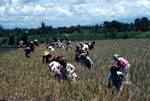 Village Scene - Harvesting Rice, Java, Indonesia