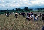 Village Scene - Harvesting Rice, Java, Indonesia