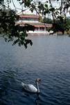 Lake, Chinese Pavilion & Swan, Rose Garden, Thailand