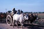 Ox Cart, Khajuharo to Agra, India