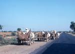 Line of Ox Carts, Khajuraho to Agra, India