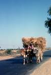 Ox Cart & Harvest, Khajuharo to Agra, India