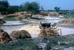 Harvest, Oxen Threshing, On Way to Jaipur, India