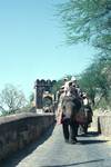 Elephant Coming Down Avenue, Amber, India