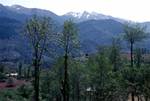 Landscape - Mountains & Trees, Jammu to Srinagar, India