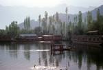 Lake Dahl - Poplars & Early Mist, Srinagar, India