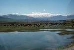 Lake, Cows, Rocky Peaks, Kars to Erzerum, Turkey